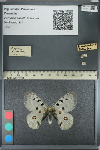 Media type: image;   Entomology 175116